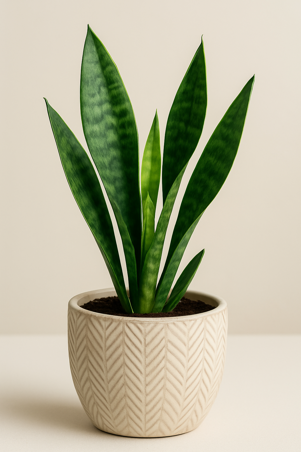 A successfully established snake plant after propagation